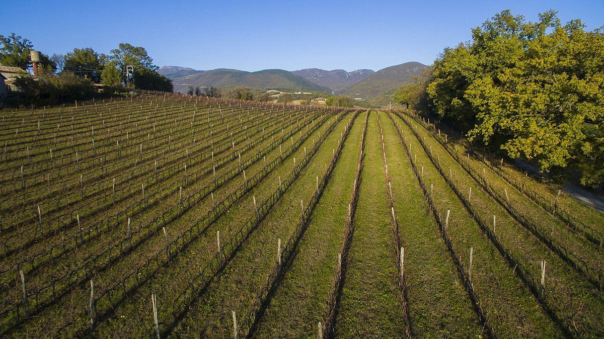 Cantine Provima, Winery in Matelica