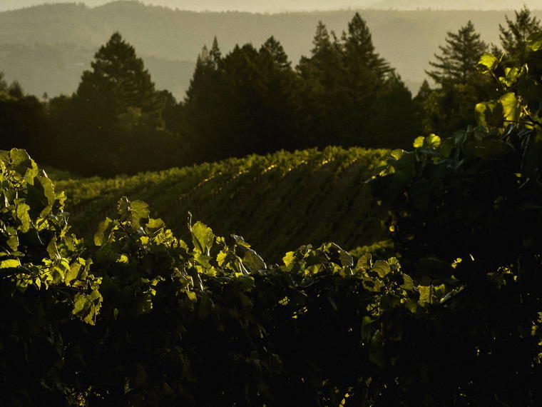 Chase Cellars, St. Helena, United States