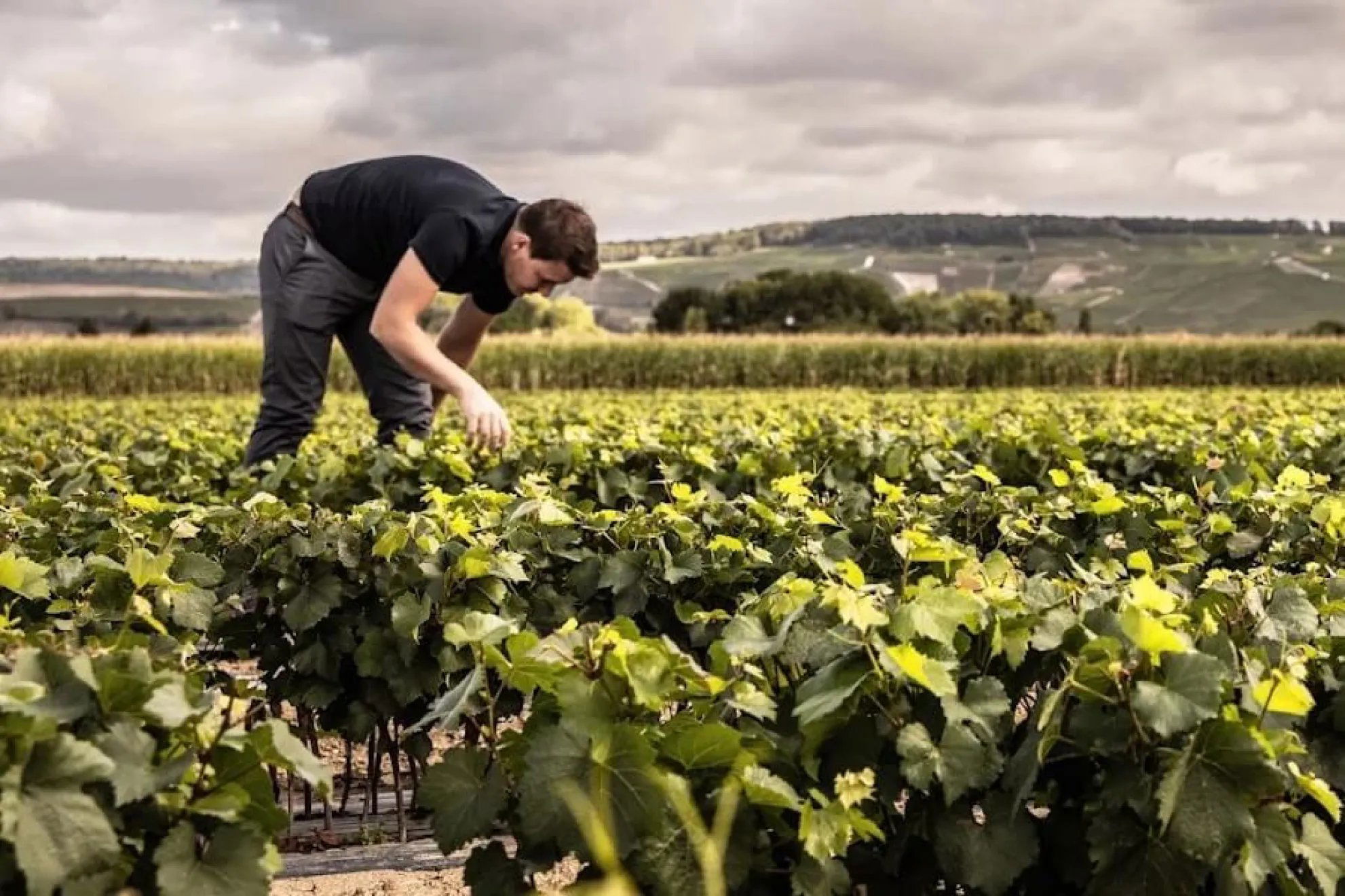 Champagne Augustin, Winery in Avenay Val D Or
