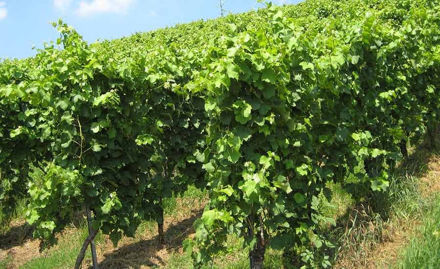 Champagne Edmond Barnaut