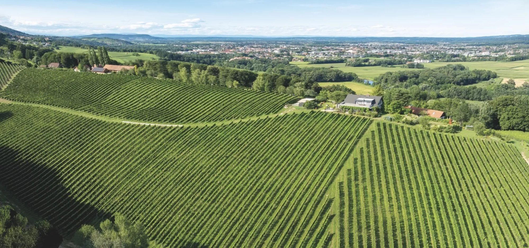 Weingut Kodolitsch winery in Leibnitz