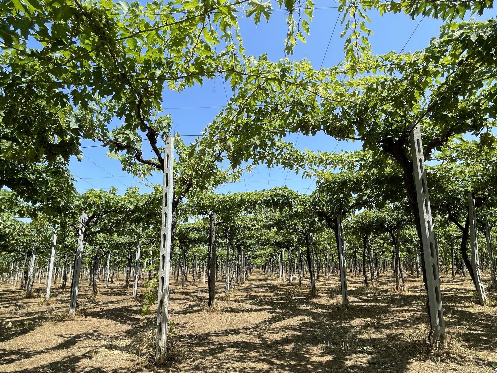 Feudo Antico, Tollo, Italy