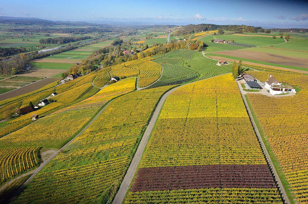 Weingut Hausammann, Uesslingen, Switzerland