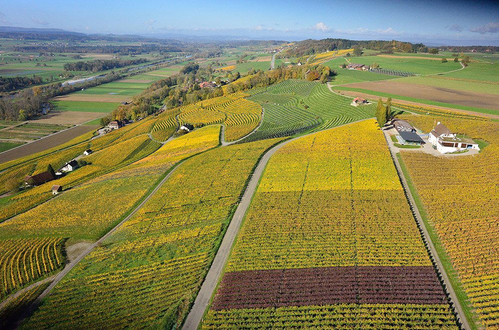 Weingut Hausammann, Winery in Uesslingen
