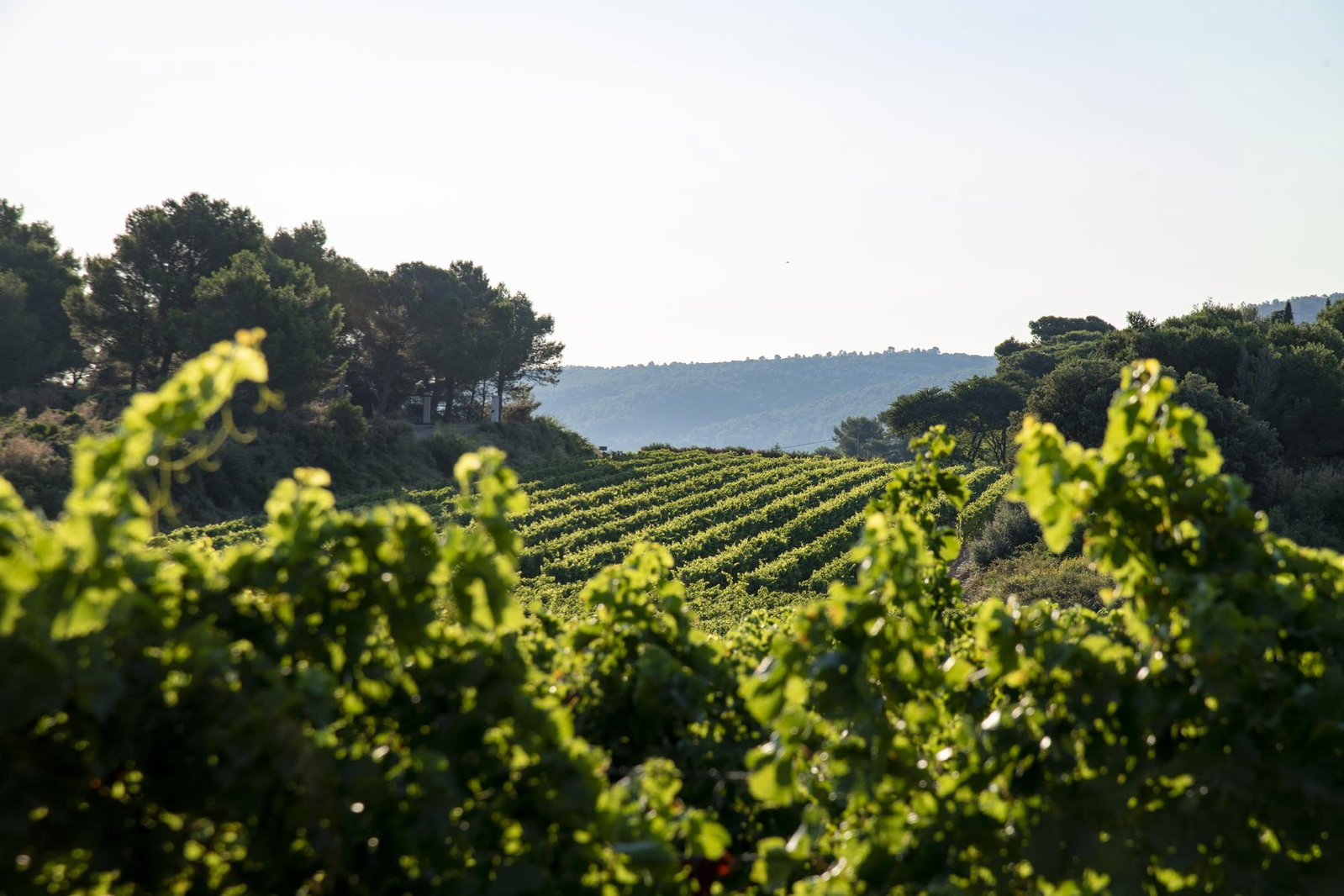 Les Domaines Auriol, Lezignan Corbieres, France