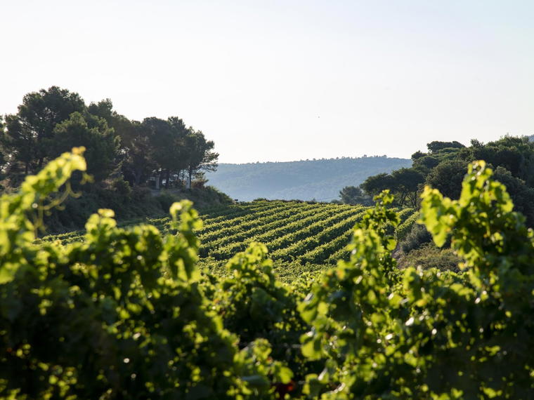 Les Domaines Auriol, Lezignan Corbieres, France