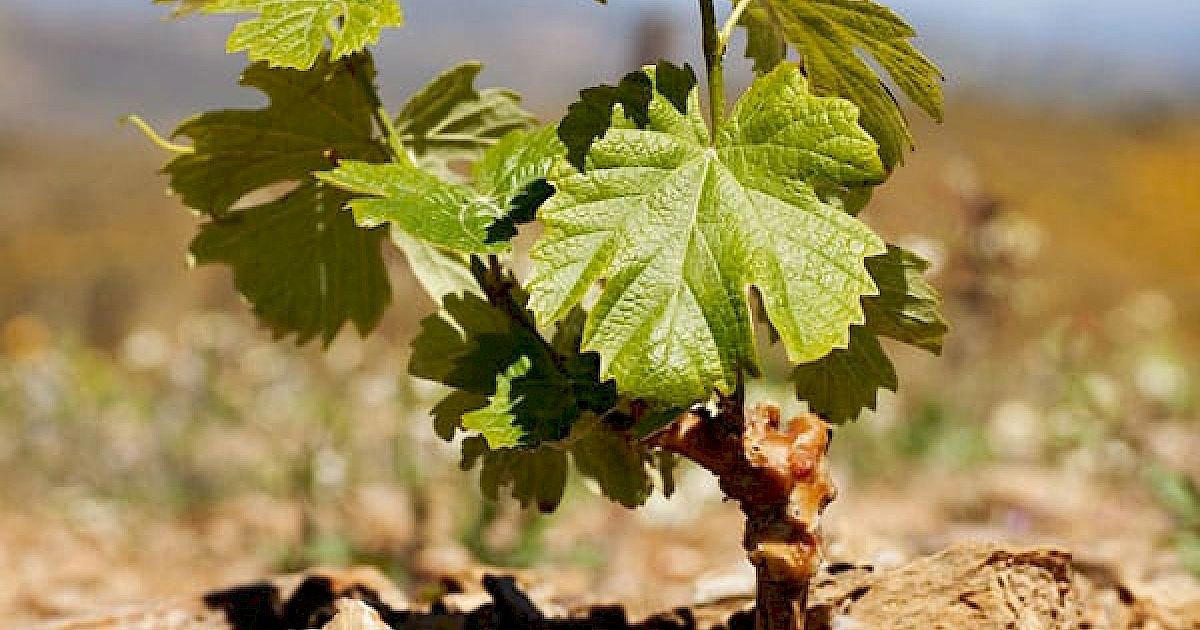 CARM - Casa Agricola Roboredo Madeira winery in Almendra