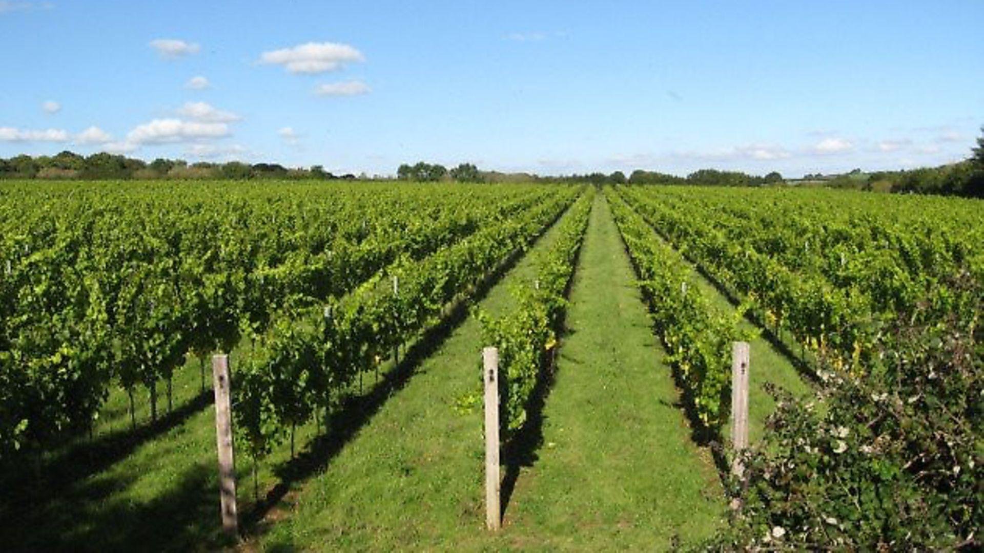 Bride Valley Vineyard Ltd, Winery in Dorset