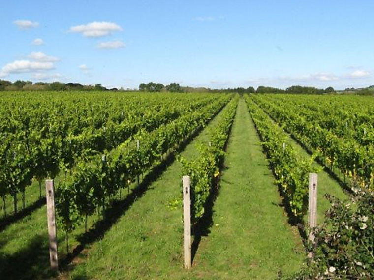 Bride Valley Vineyard Ltd, Dorset, United Kingdom