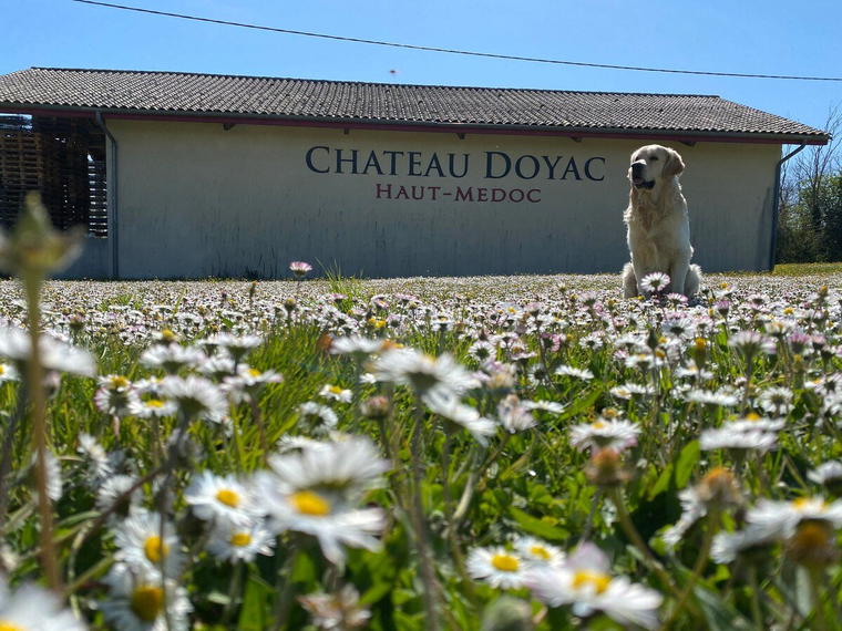 Château Doyac, Saint Seurin De Cadourne, France