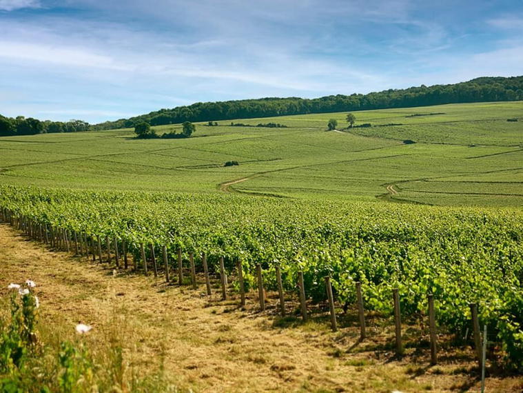 Champagne Baron-Fuenté, Charly Sur Marne, France