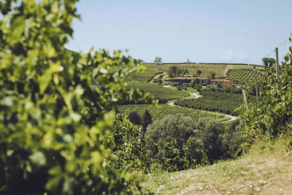 Camparo, Winery in Diano D Alba
