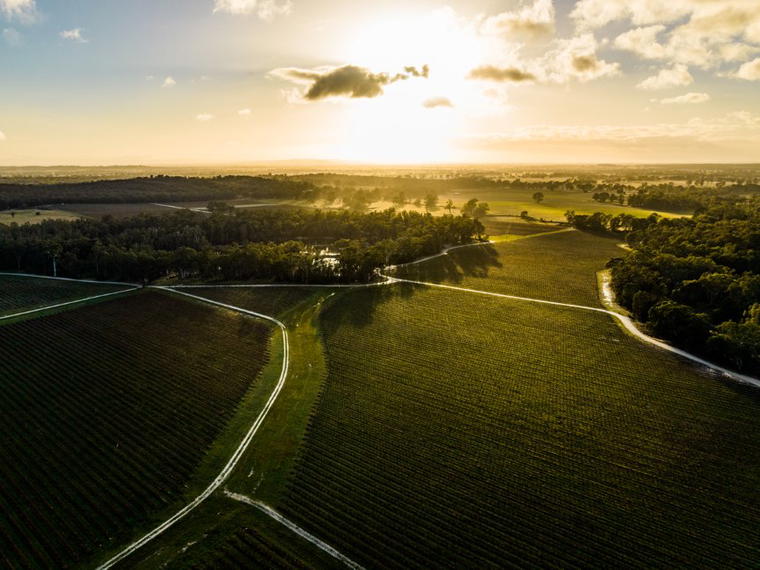 Lenswood Vineyard, Lenswood, Australia