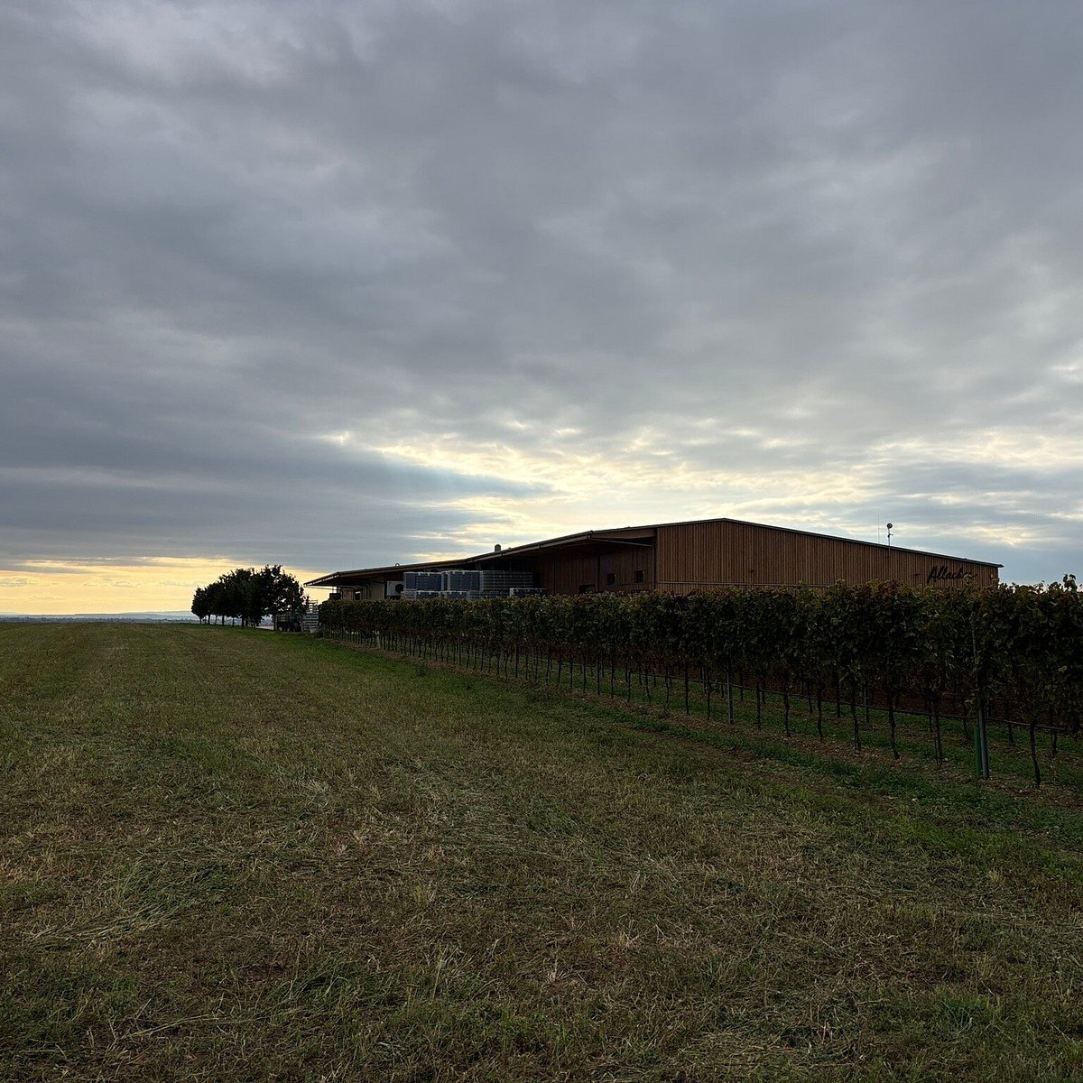 Allacher Vinum Pannonia, Gols, Austria