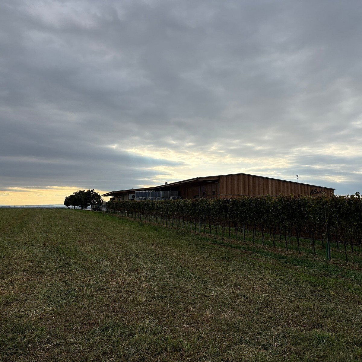 Allacher Vinum Pannonia, Winery in Gols