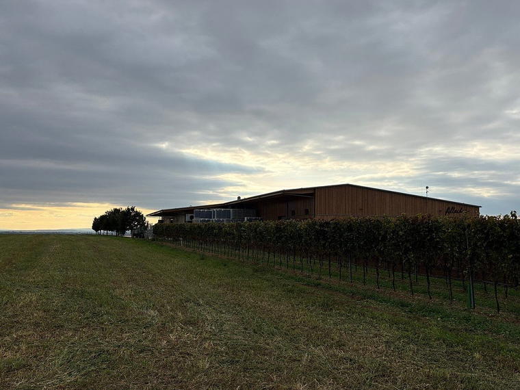 Allacher Vinum Pannonia, Gols, Austria