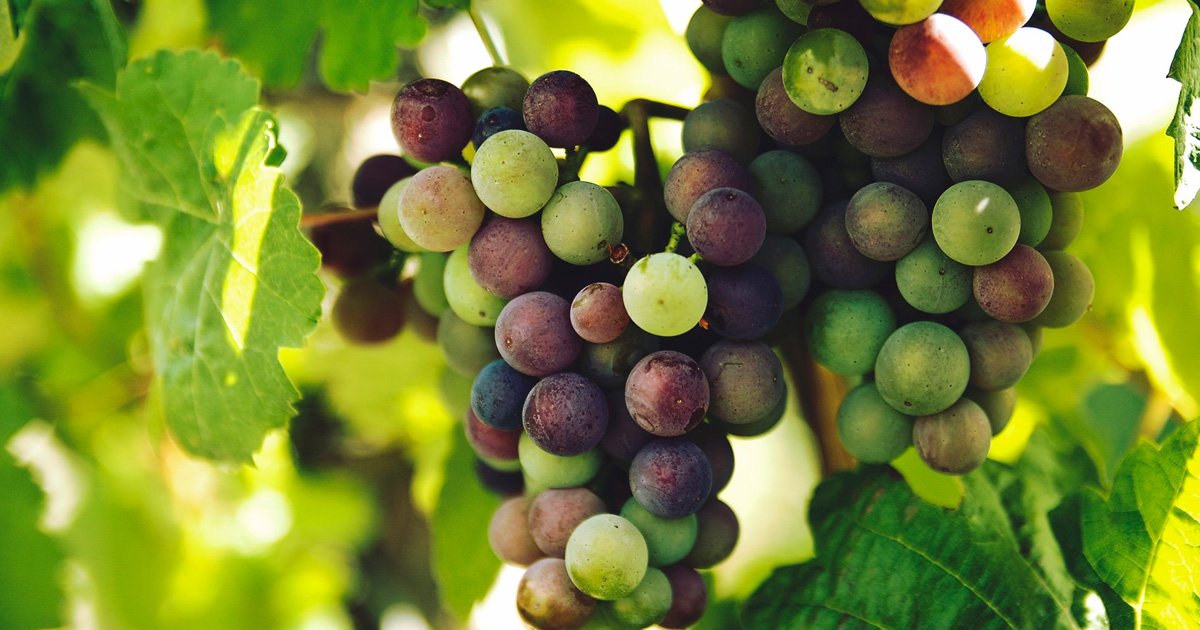 Bobulles Samuel Hacaj, Winery in Senkvice