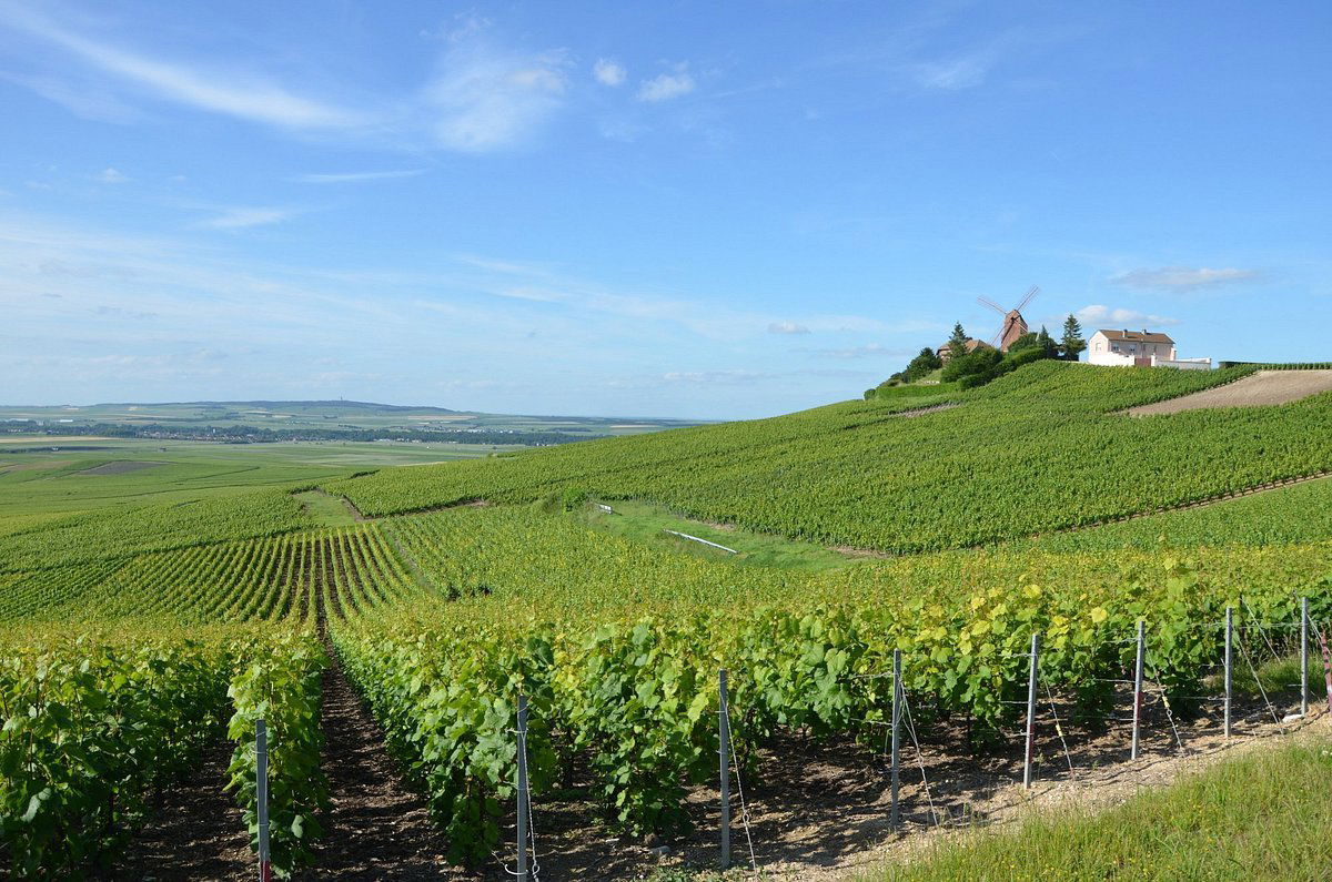 Champagne Lucien Roguet, Winery in Mailly Champagne