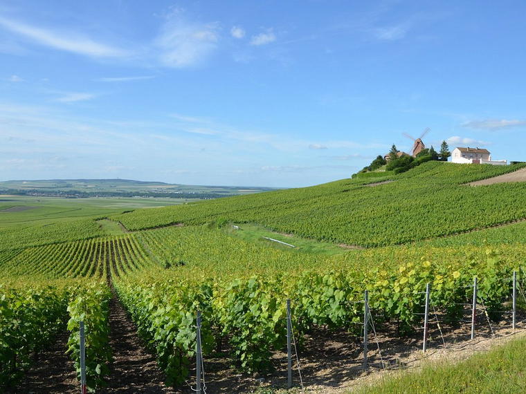 Champagne Lucien Roguet, Mailly Champagne, France