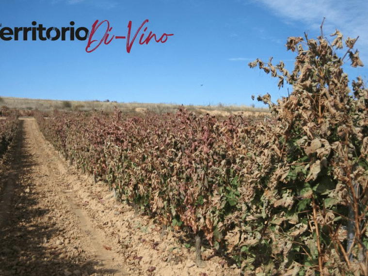 Bodega y Viñedos Milénico, San Martin De Rubiales, Spain