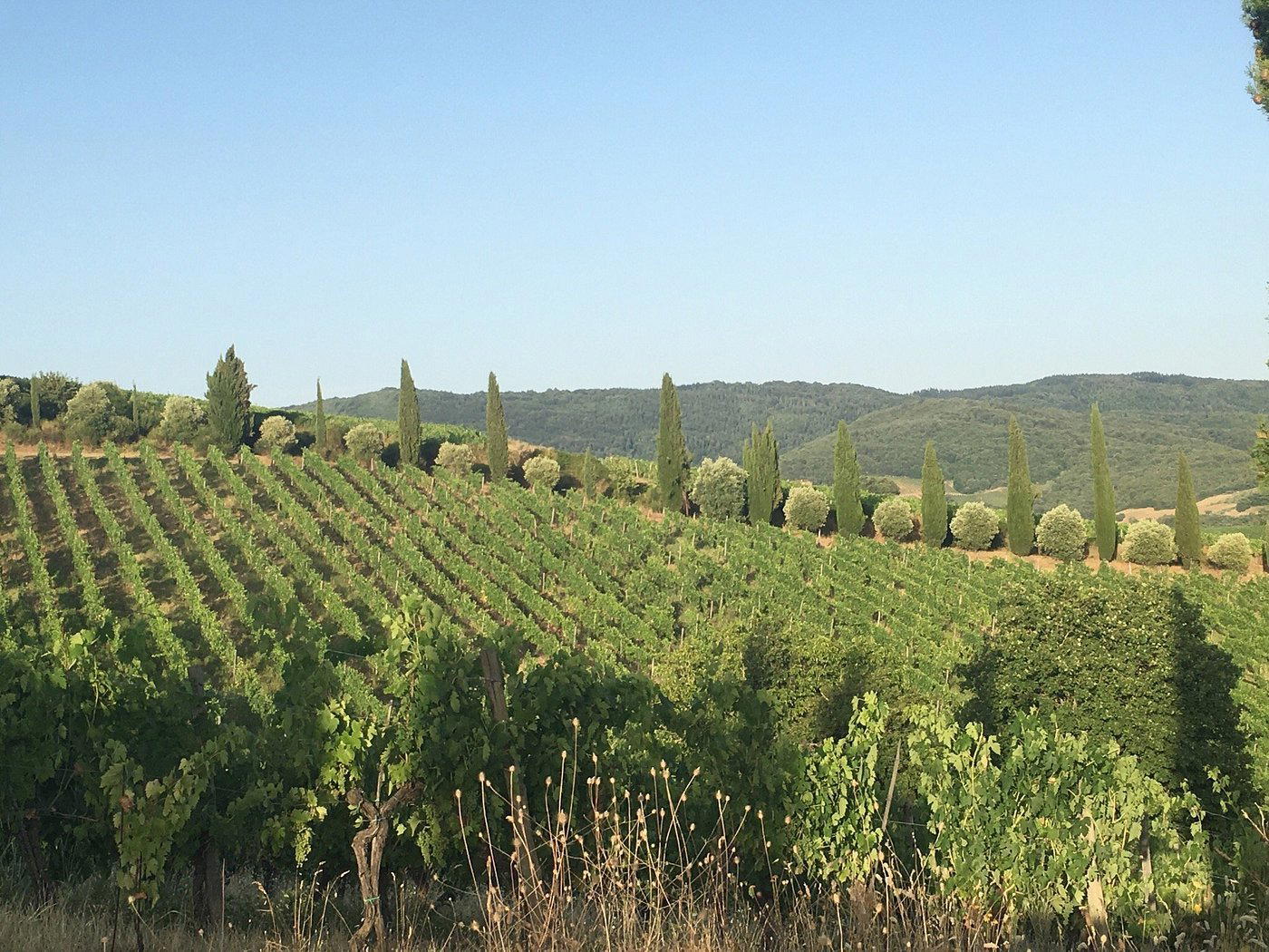Livernano winery in Radda in Chianti