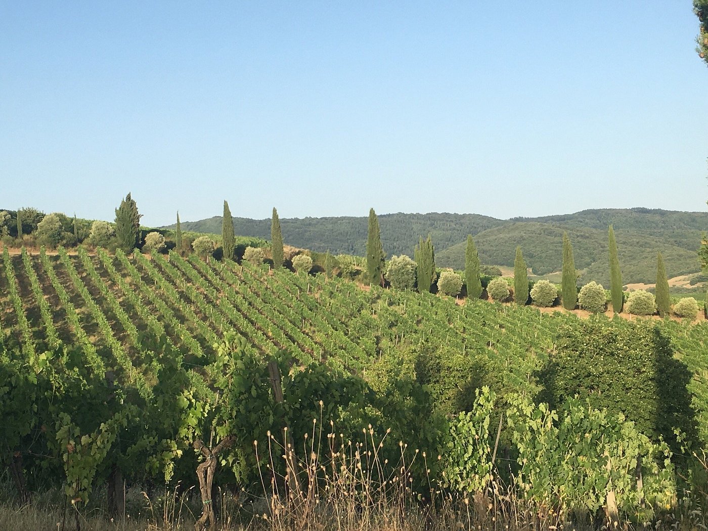 Azienda Agricola Livernano