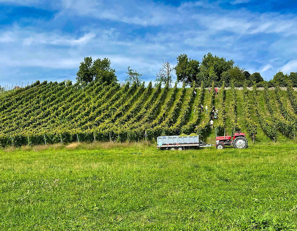 Heiri Bolleter Weinbau winery in Meilen