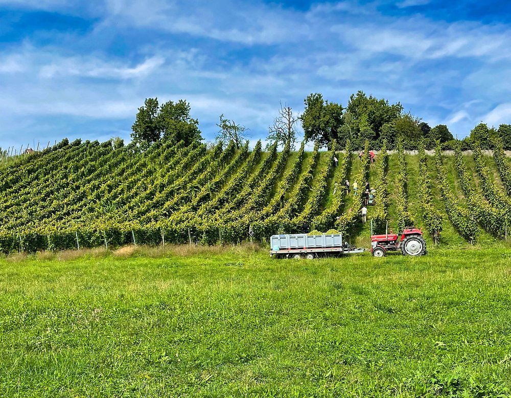 Heiri Bolleter Weinbau
