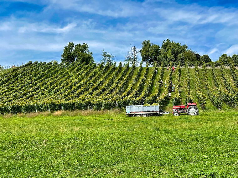 Heiri Bolleter Weinbau, Meilen, Switzerland