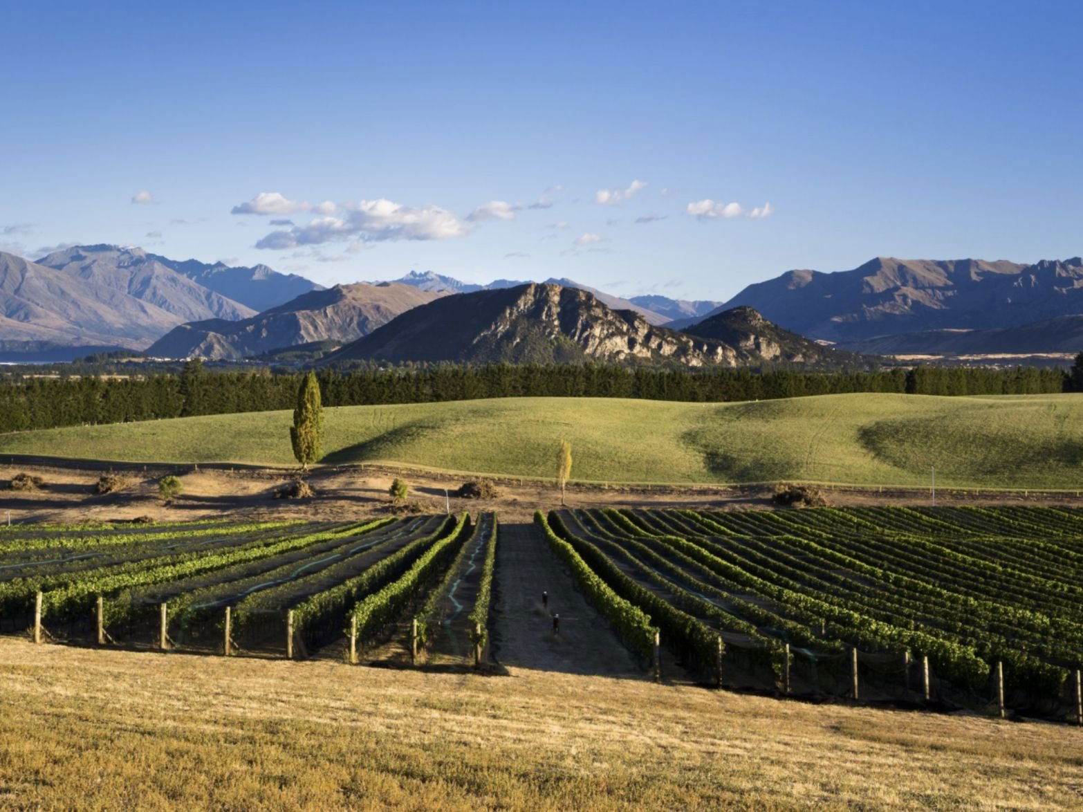Akitu, Winery in Wānaka