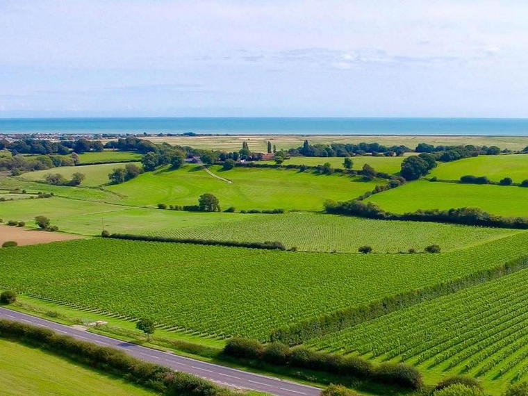 Charles Palmer Vineyards, Winchelsea, United Kingdom