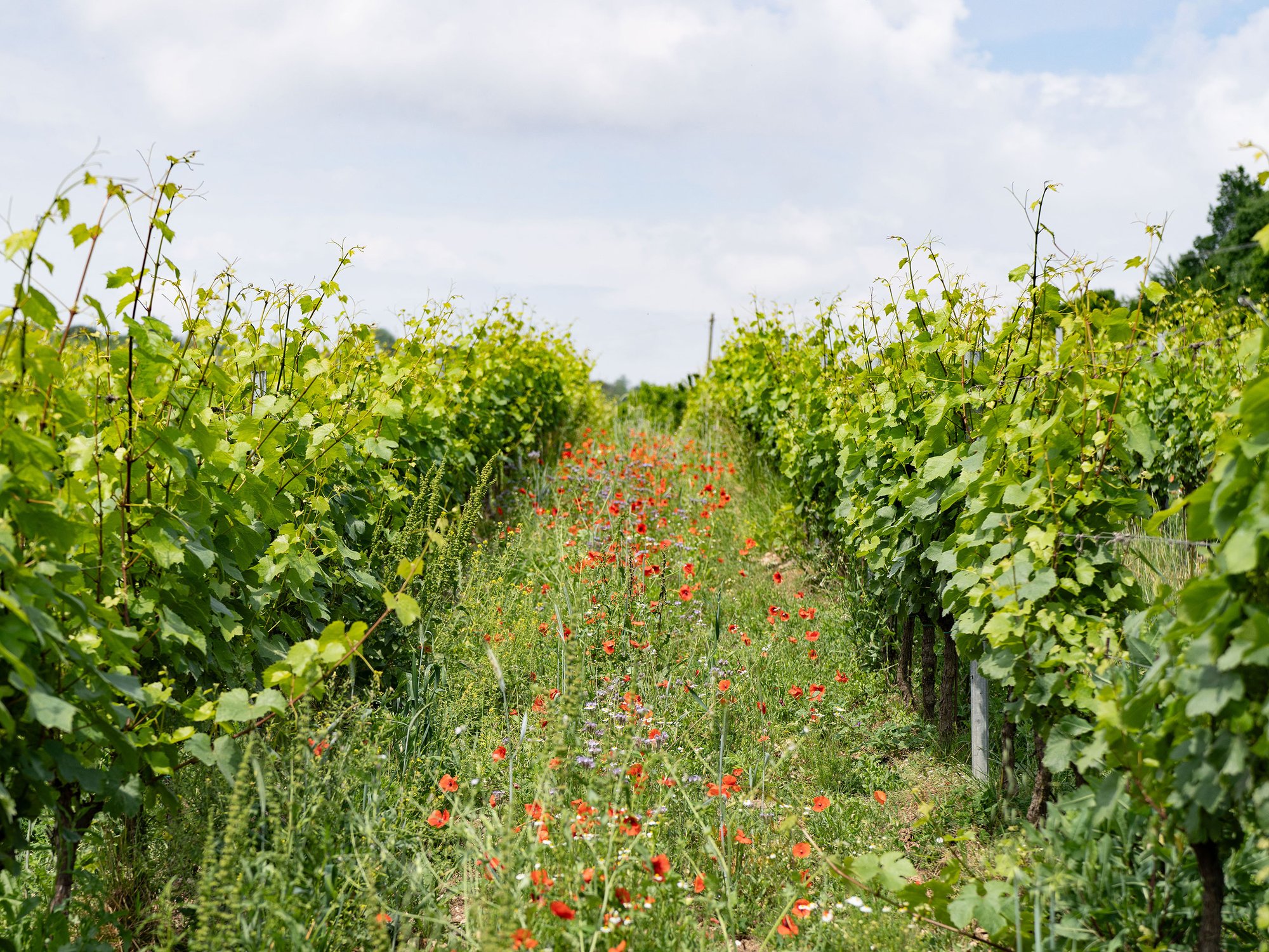 Azienda Agricola Gian Paolo e Giovanni Cavalleri