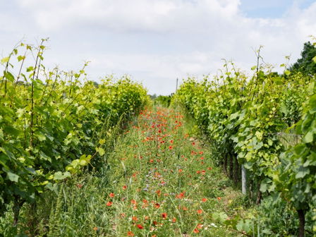Azienda Agricola Gian Paolo e Giovanni Cavalleri