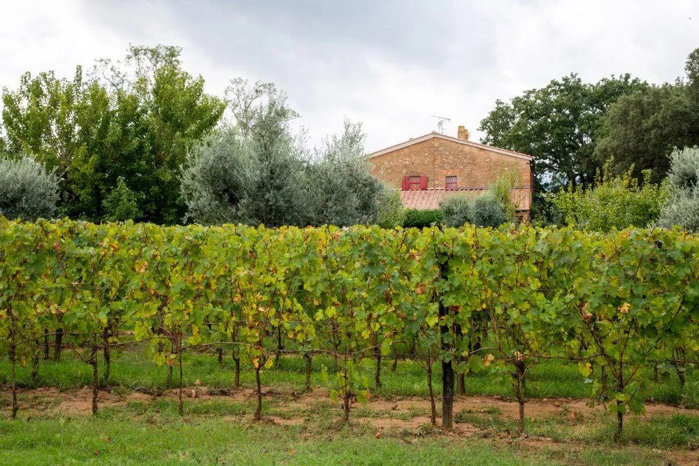 Podere Conca winery in Castagneto Carducci, Italy
