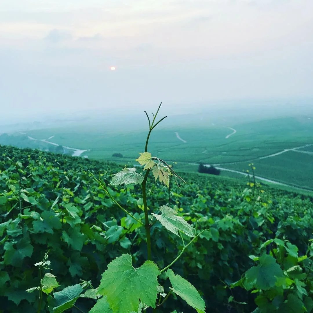 Champagne Gimonnet-Gonet, Le Mesnil-sur-Oger, France