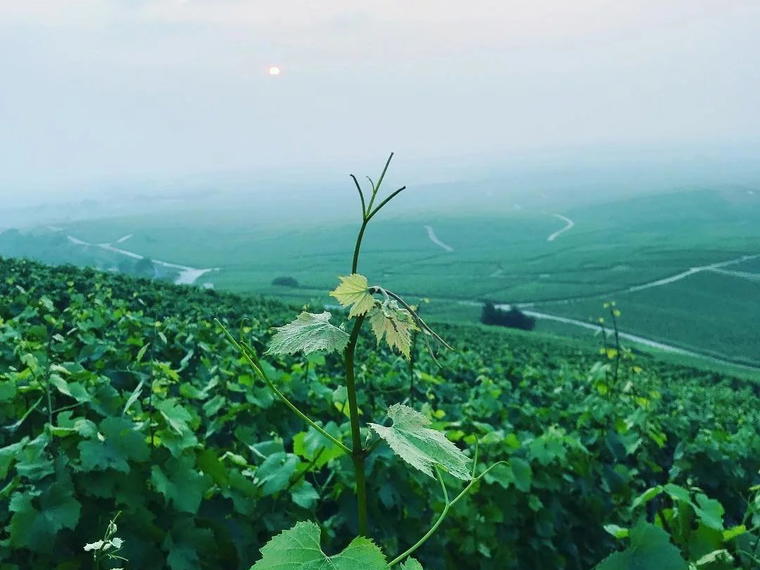 Champagne Gimonnet-Gonet, Le Mesnil-sur-Oger, France