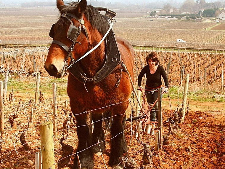 Thomas-Collardot, Puligny-Montrachet, France