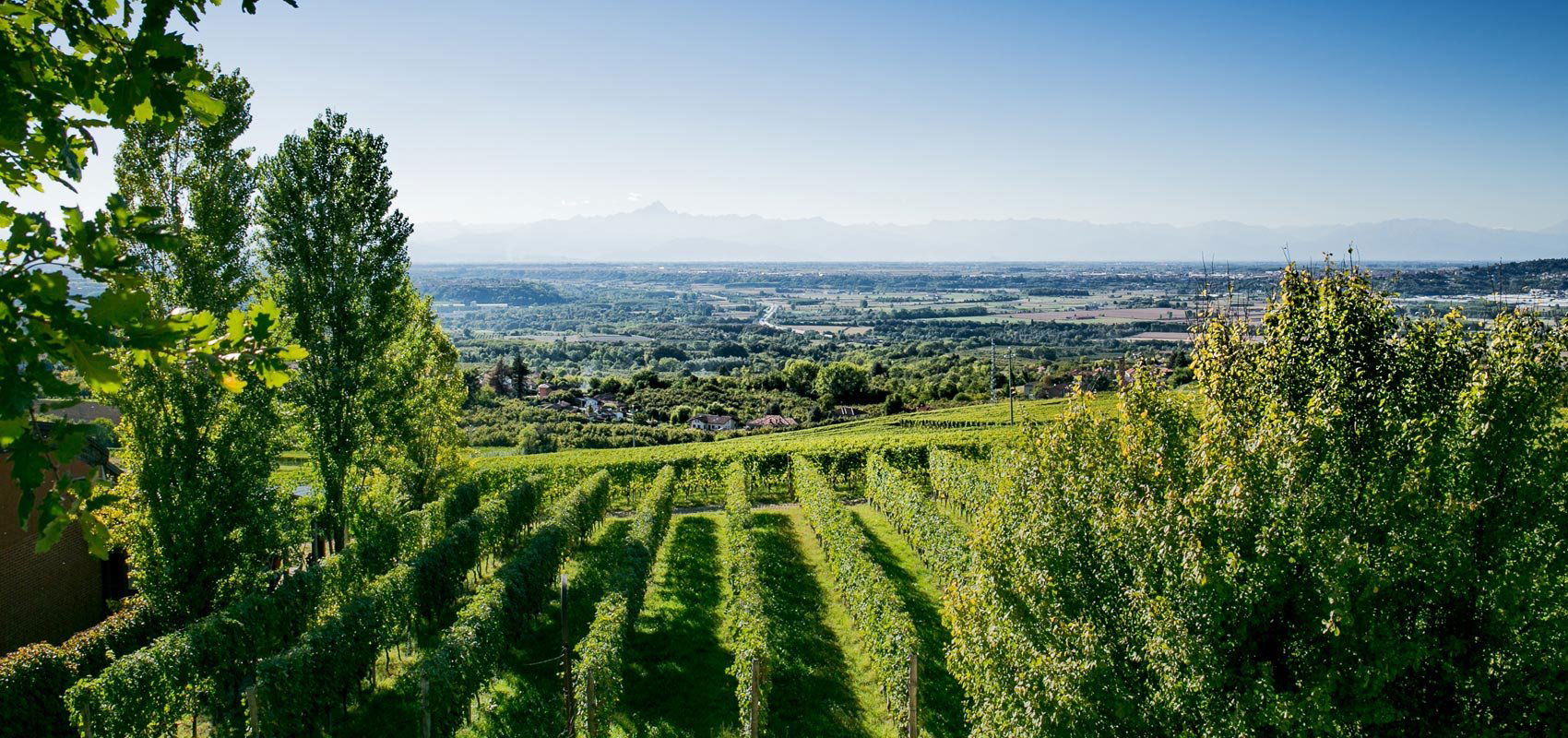 Bosio Family Estates, Winery in Santo Stefano Belbo