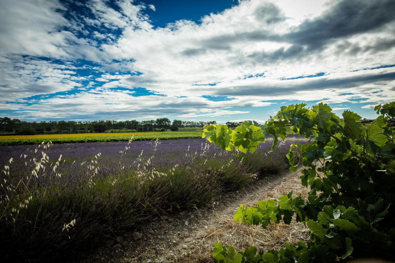 Les Collines du Bourdic winery in Bourdic, France