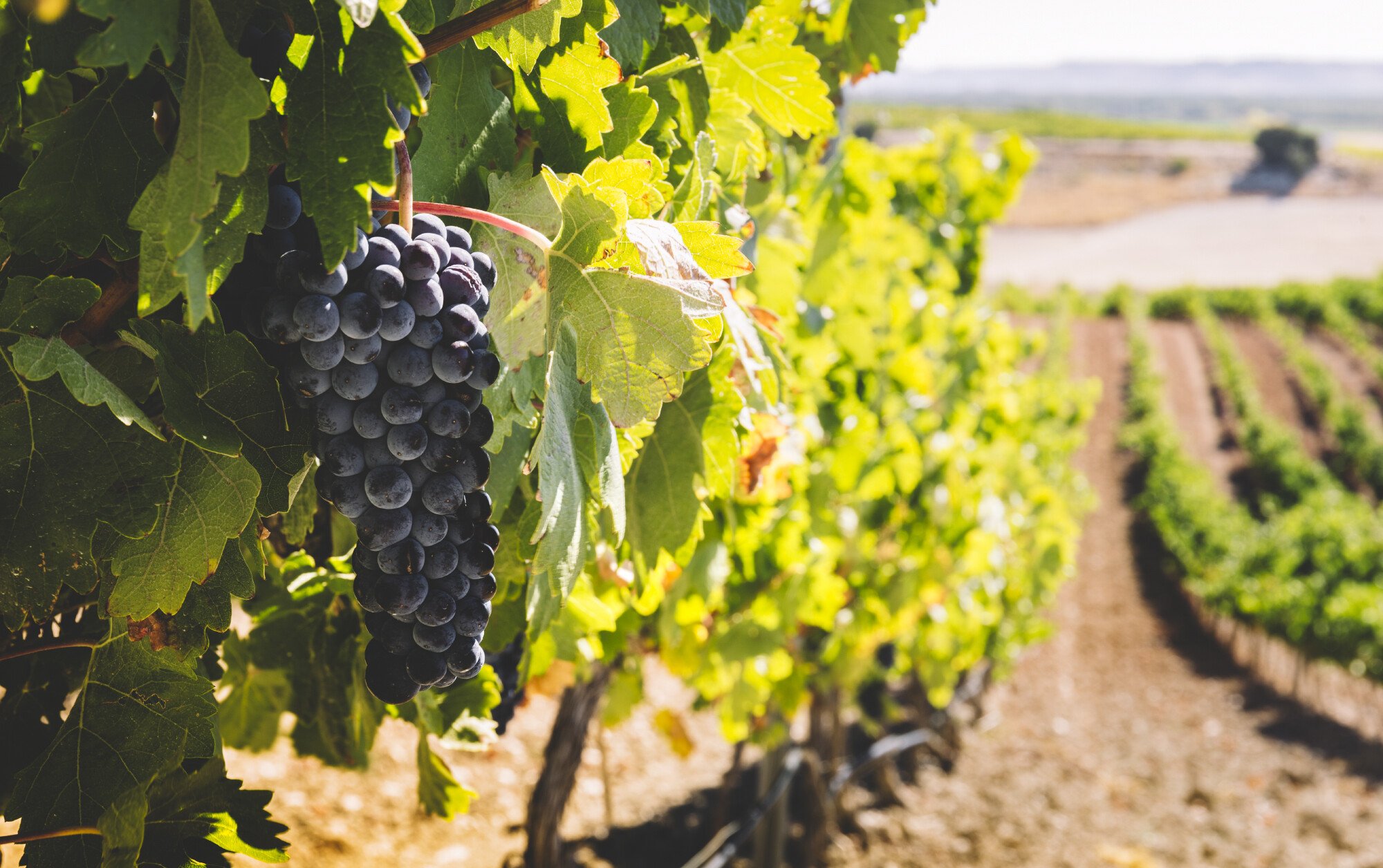 Bodegas y Viñedos Tamaral, Winery in Peñafiel