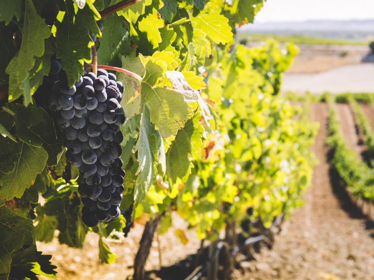 Bodegas y Viñedos Tamaral, Peñafiel, Spain