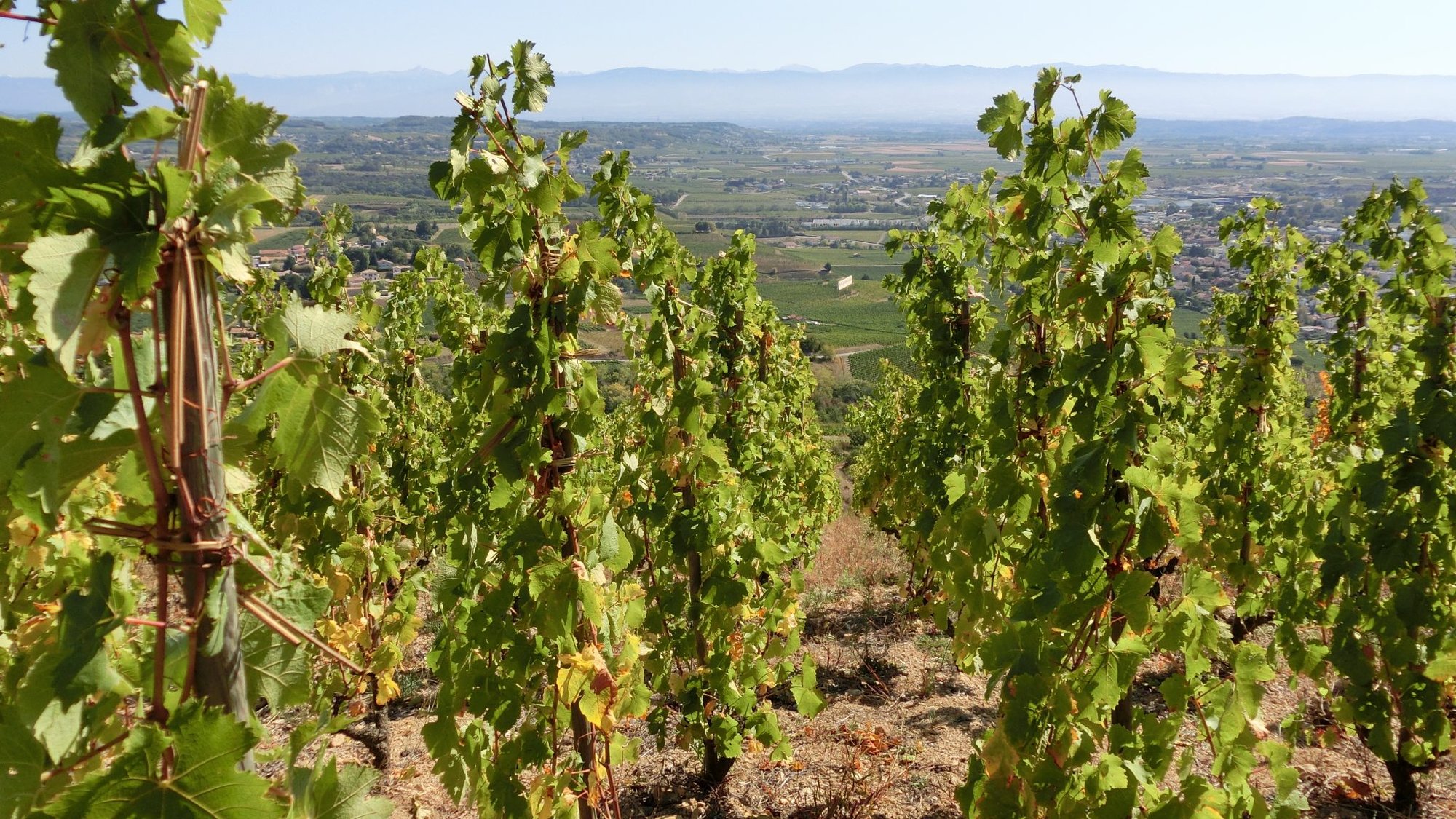 Cave de Tain l'Hermitage