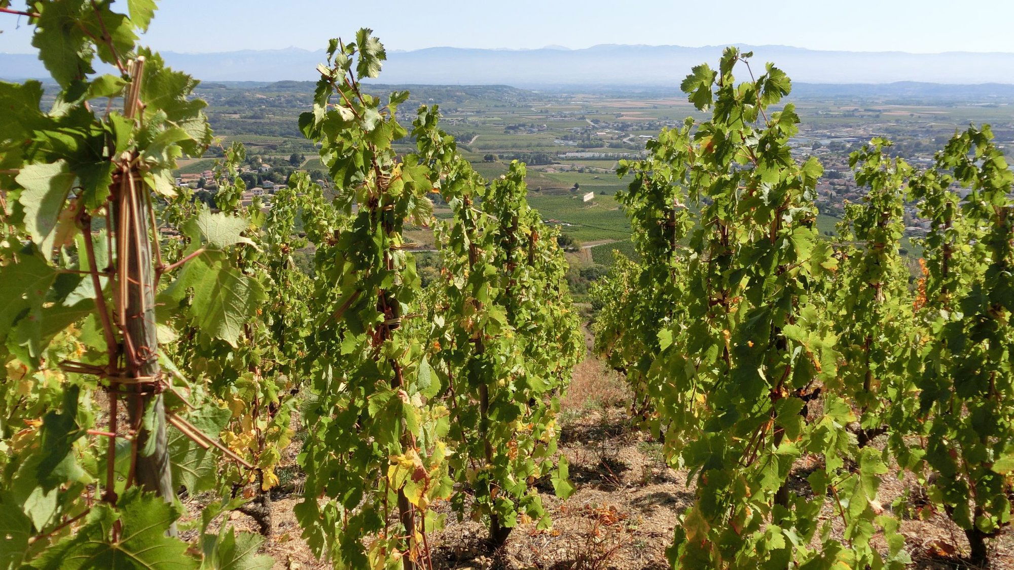Cave de Tain l'Hermitage, Winery in Tain-l'Hermitage