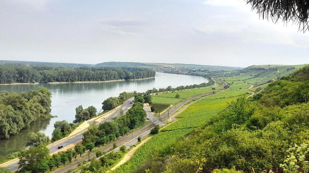 AdamsWein winery in Ingelheim Am Rhein