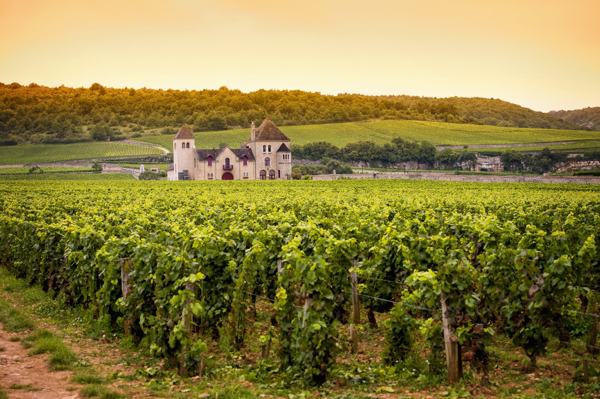 Domaine Couly-Dutheil