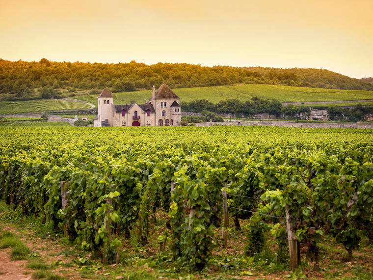 Domaine Couly-Dutheil, Chinon, France