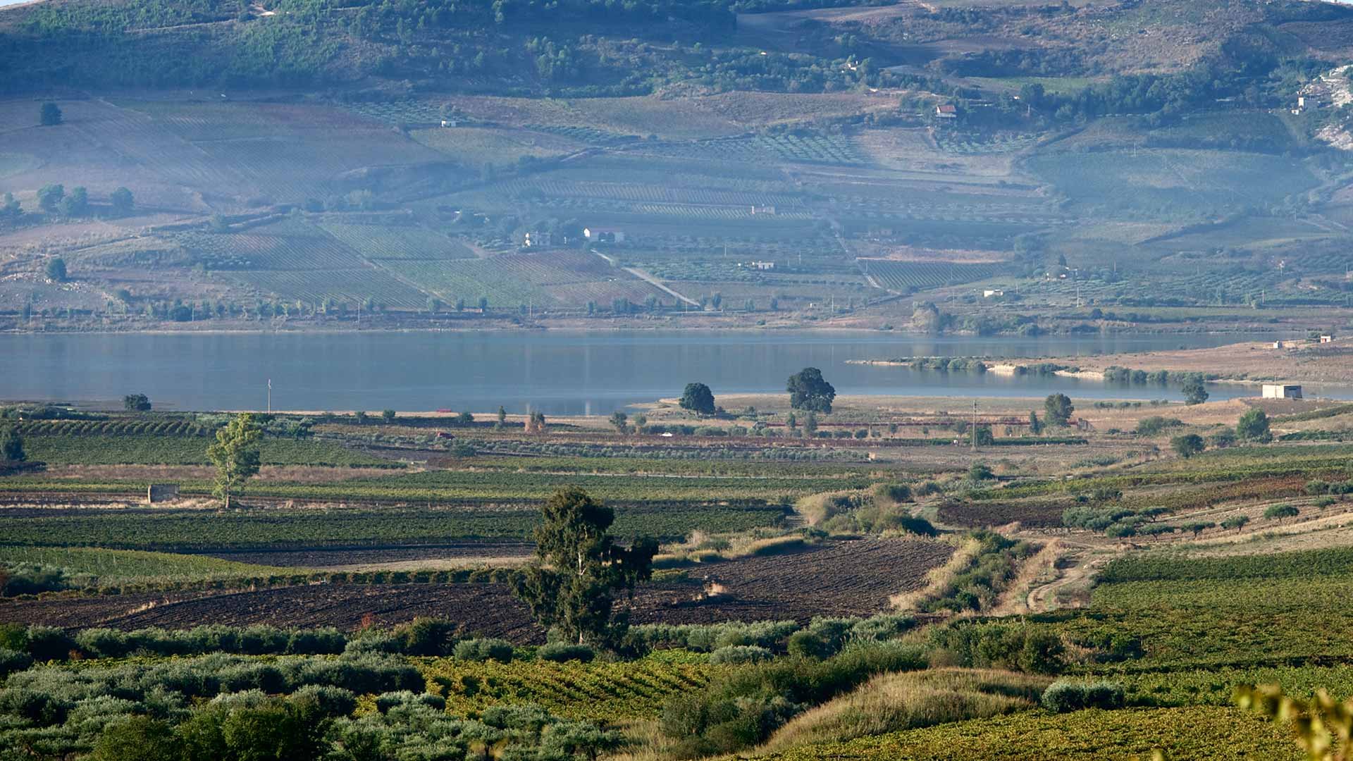 Cantine Cellaro, Winery in Sambuca Di Sicilia