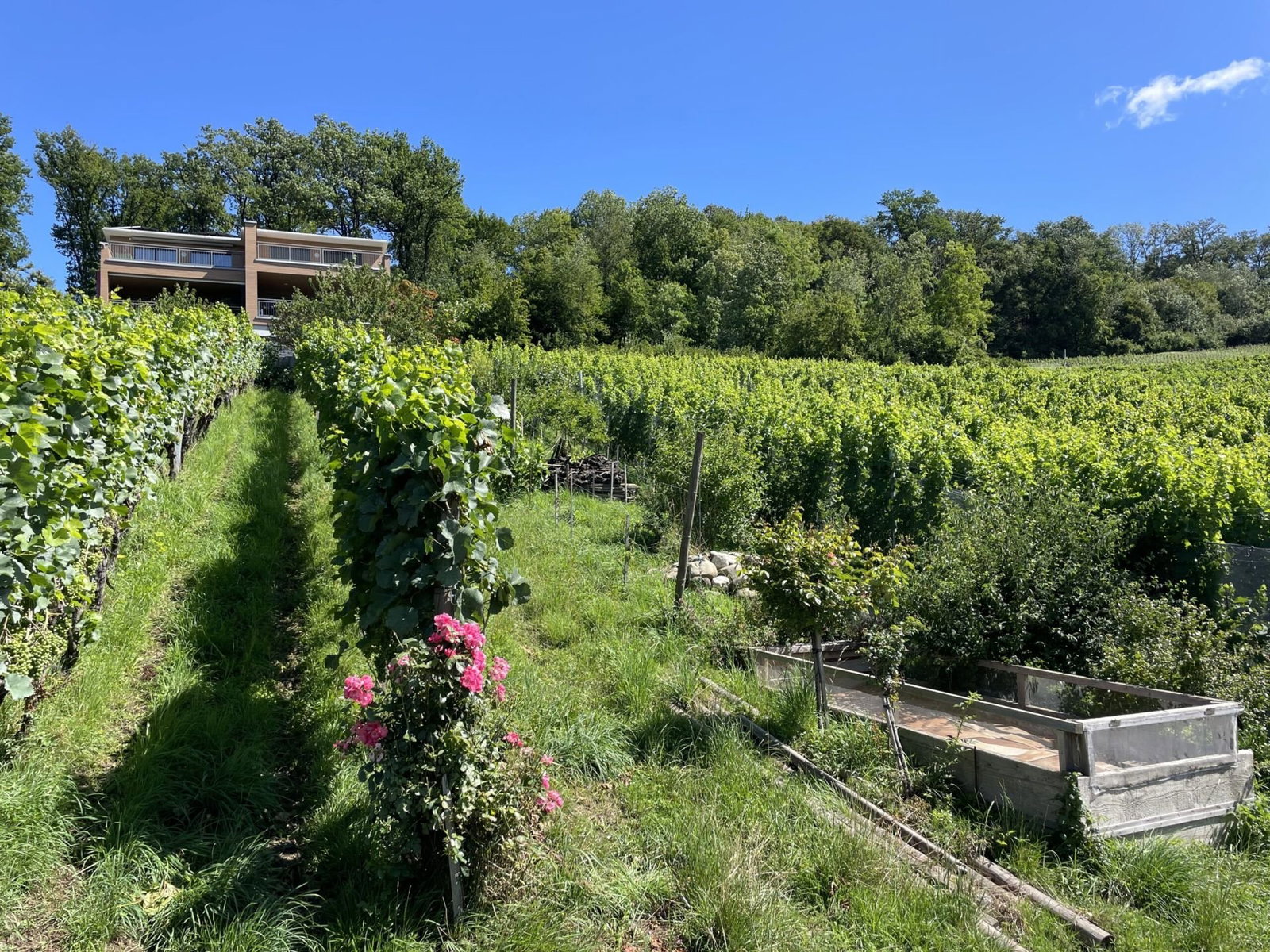 HerterWein, Hettlingen, Switzerland