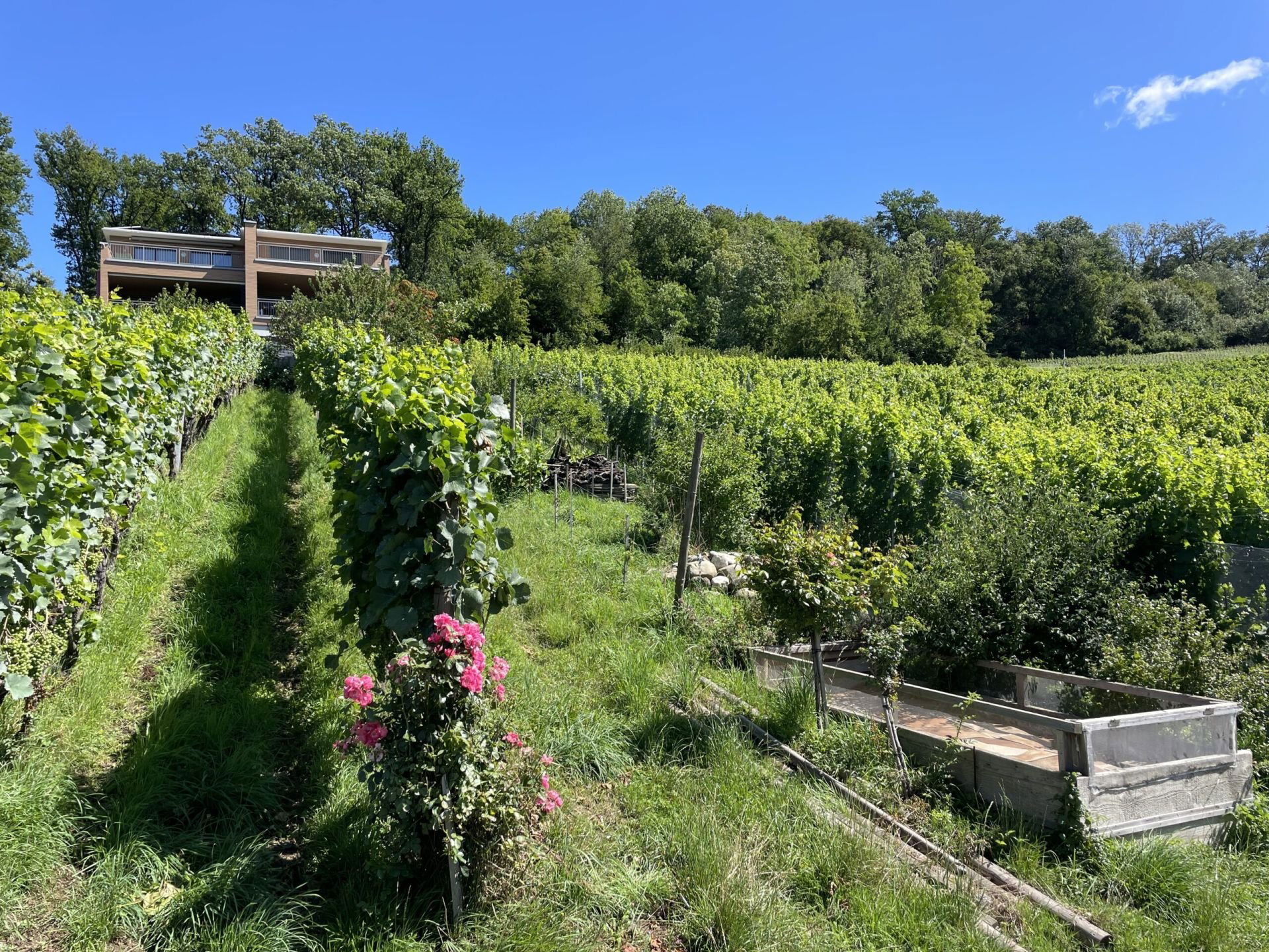 HerterWein, Winery in Hettlingen