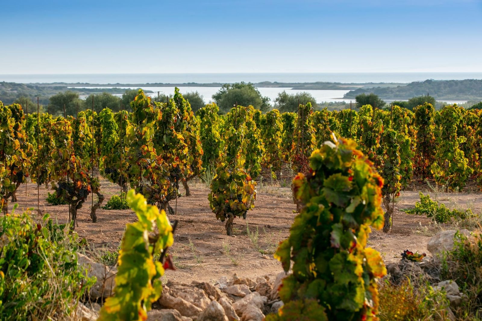 Feudo Maccari, Winery in Noto